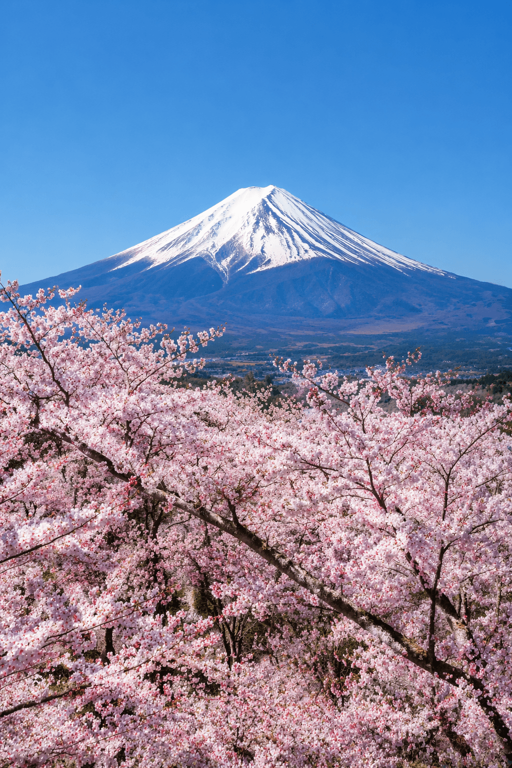 富士山と桜
